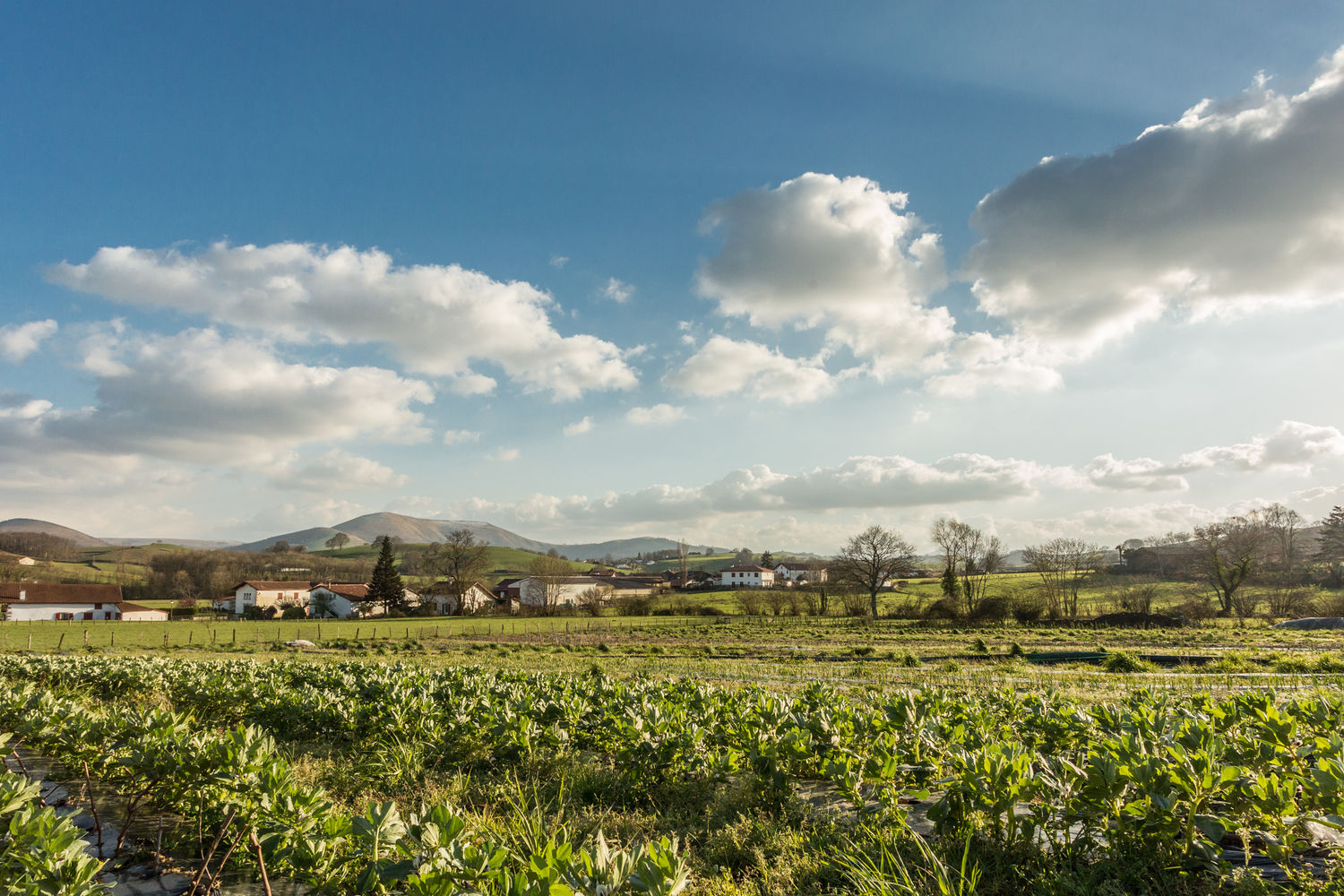 MARAICHER_J_MI_URRUTY_H8A9845_2b33df93cc